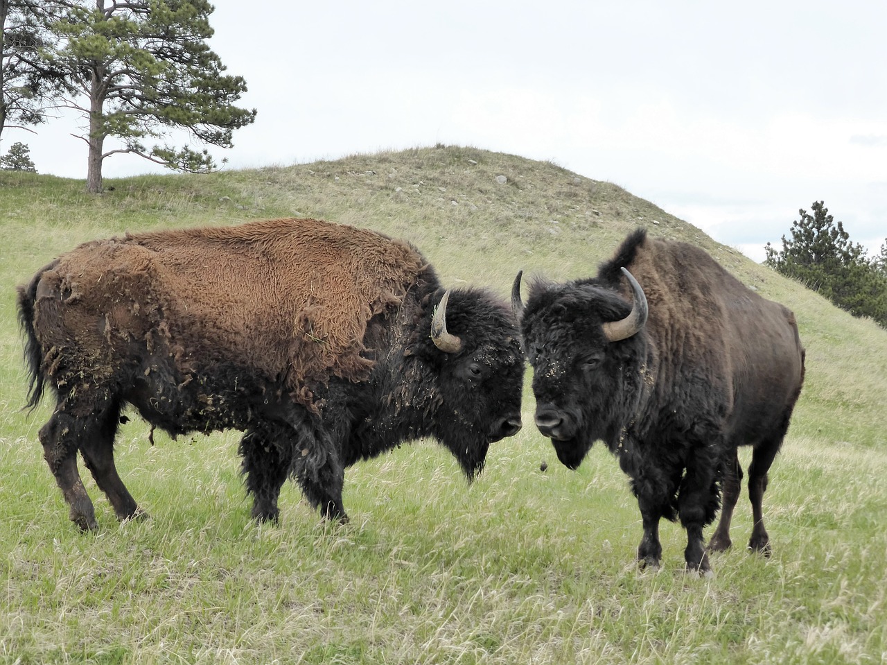 bison america animal free photo