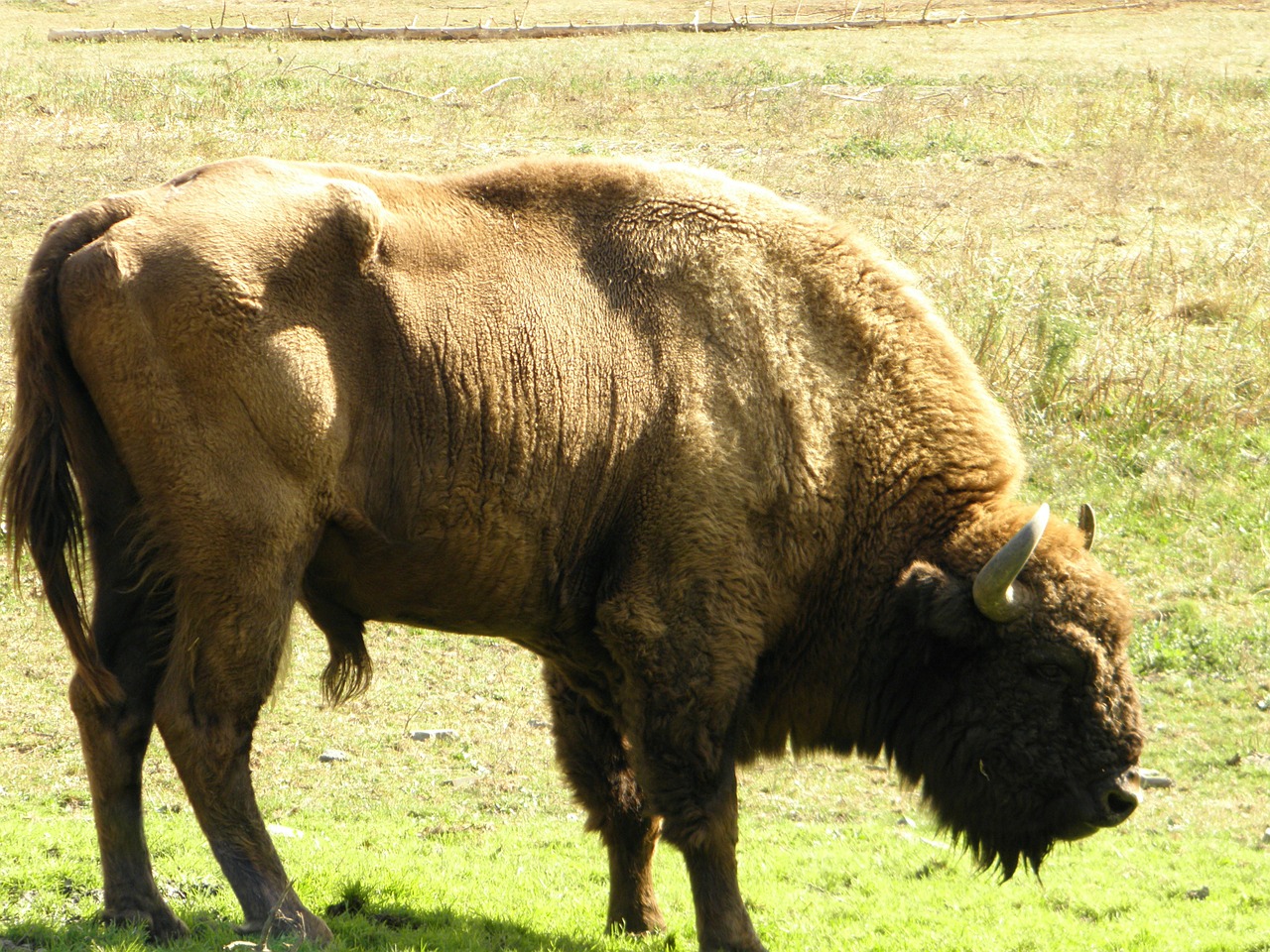 bison wisent wildparktier free photo