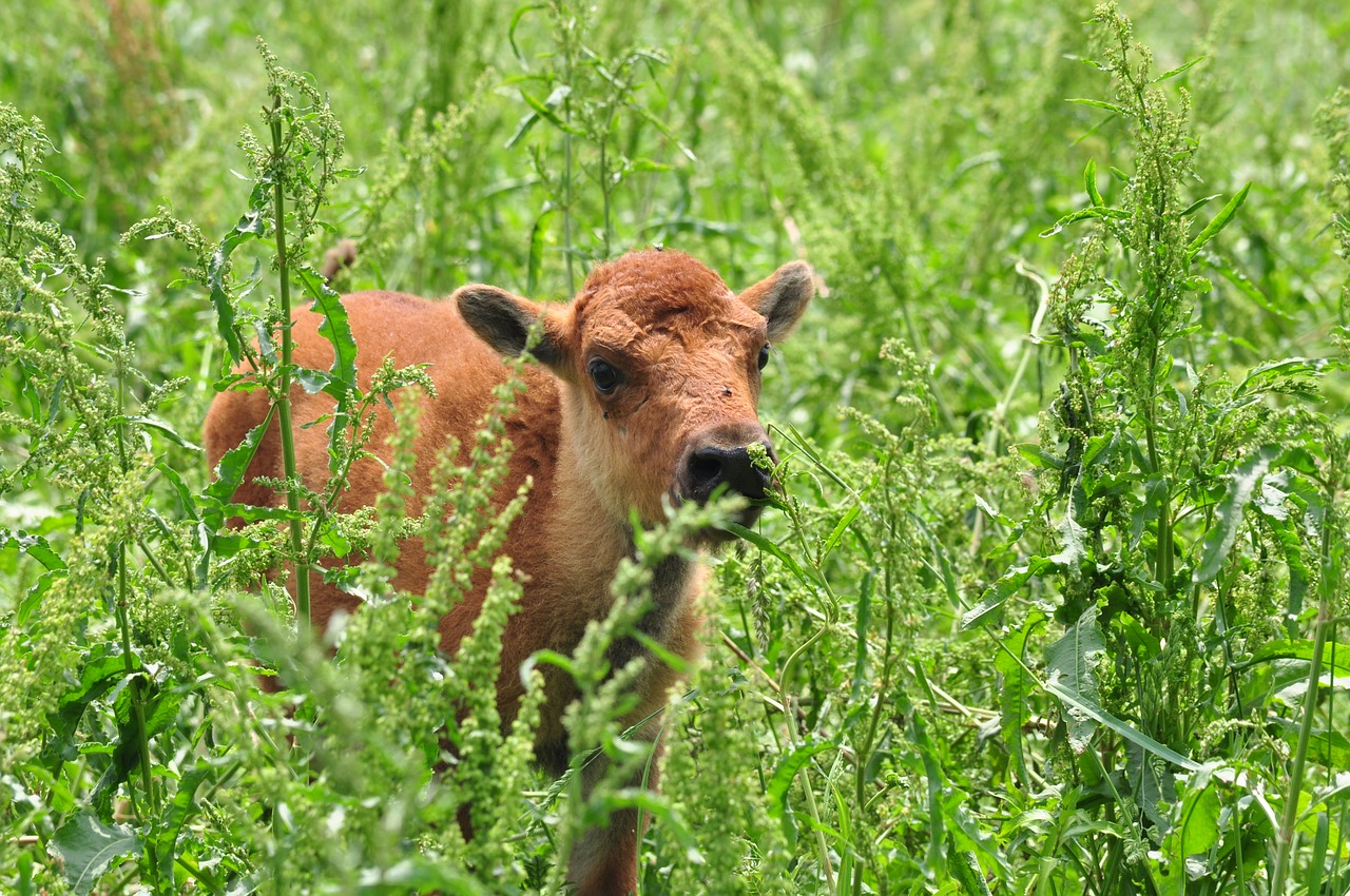 bison baby cute free photo