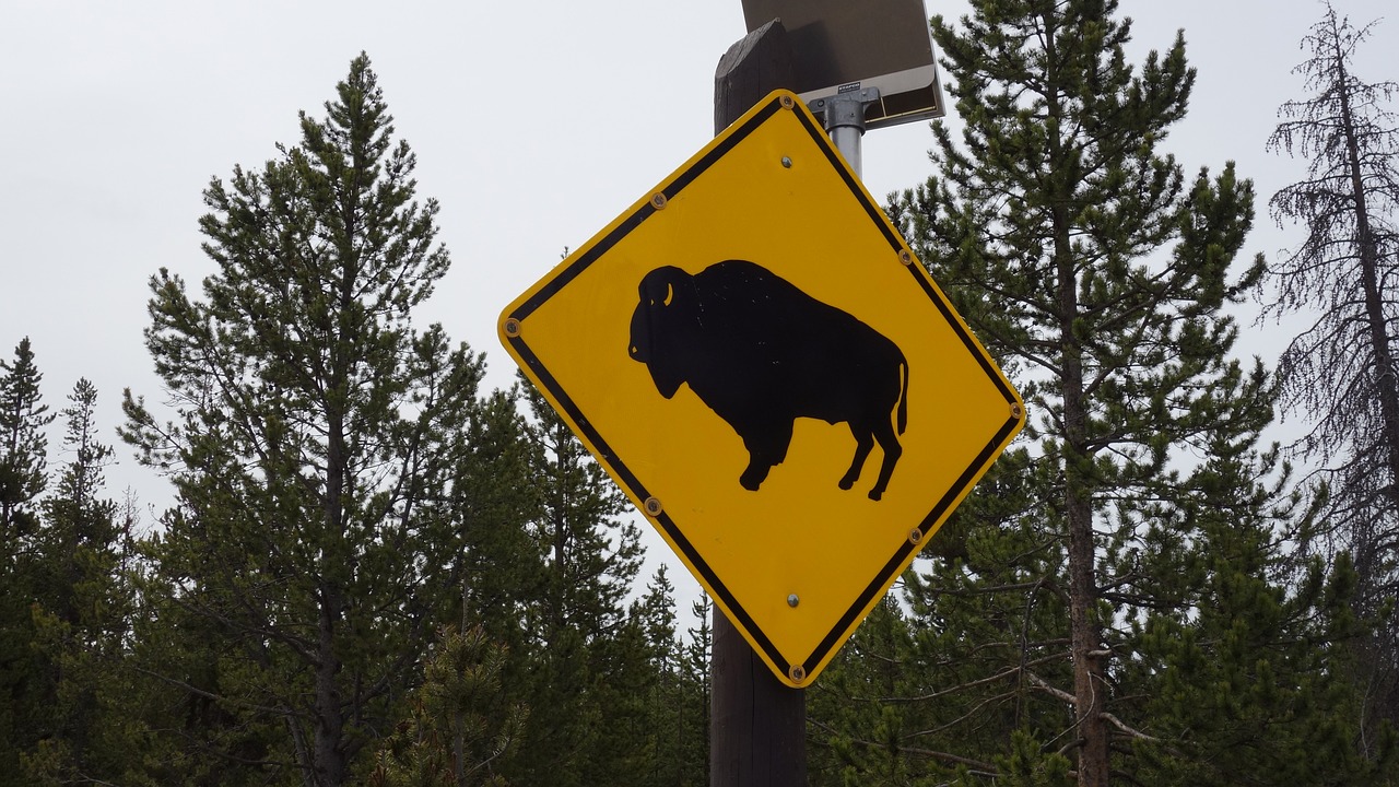 bison buffalo yellowstone free photo