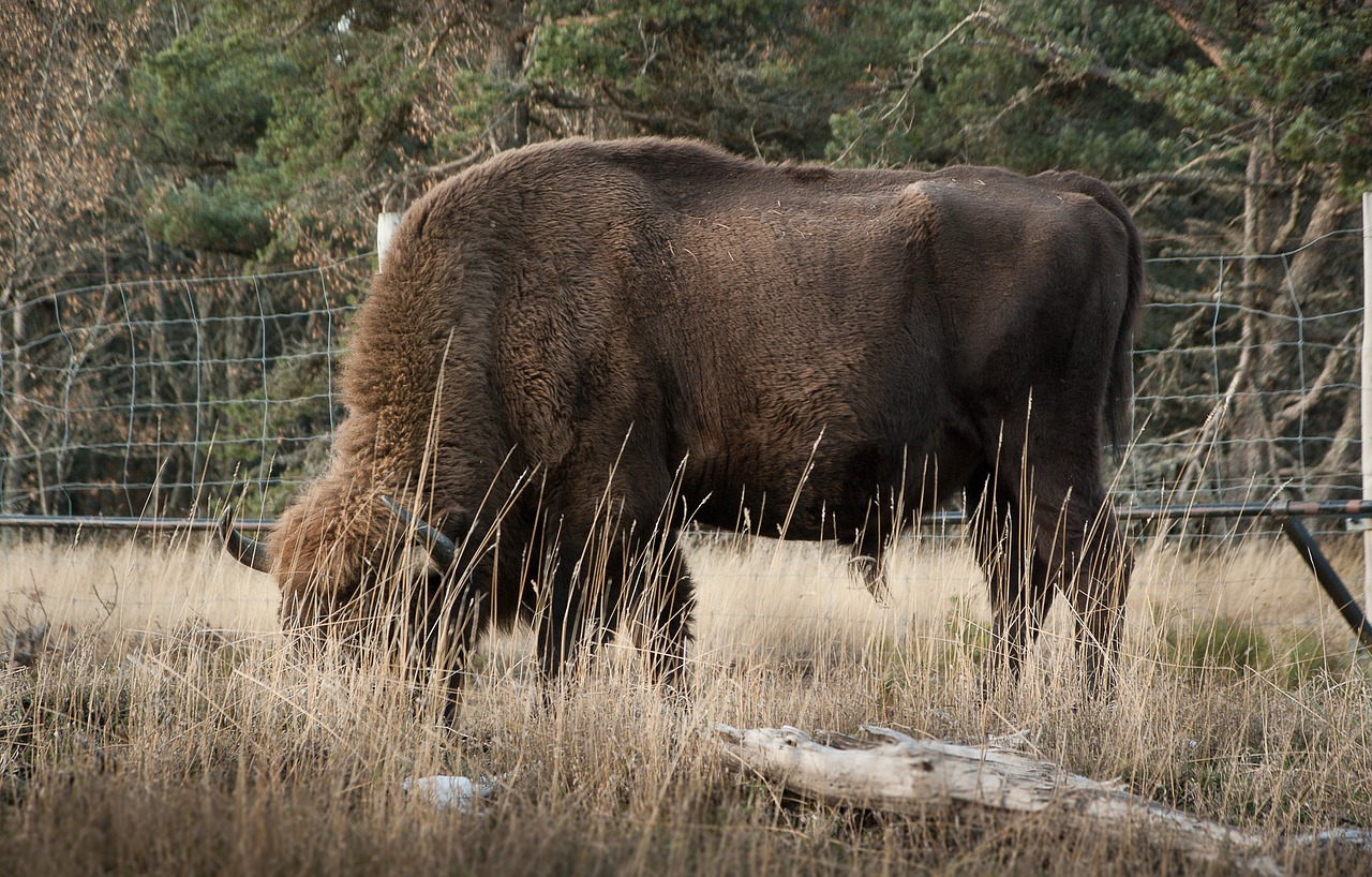 bison mammal ruminant free photo