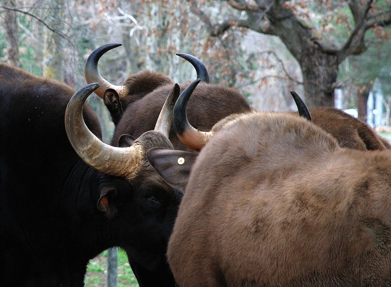 bison horns zoo free photo