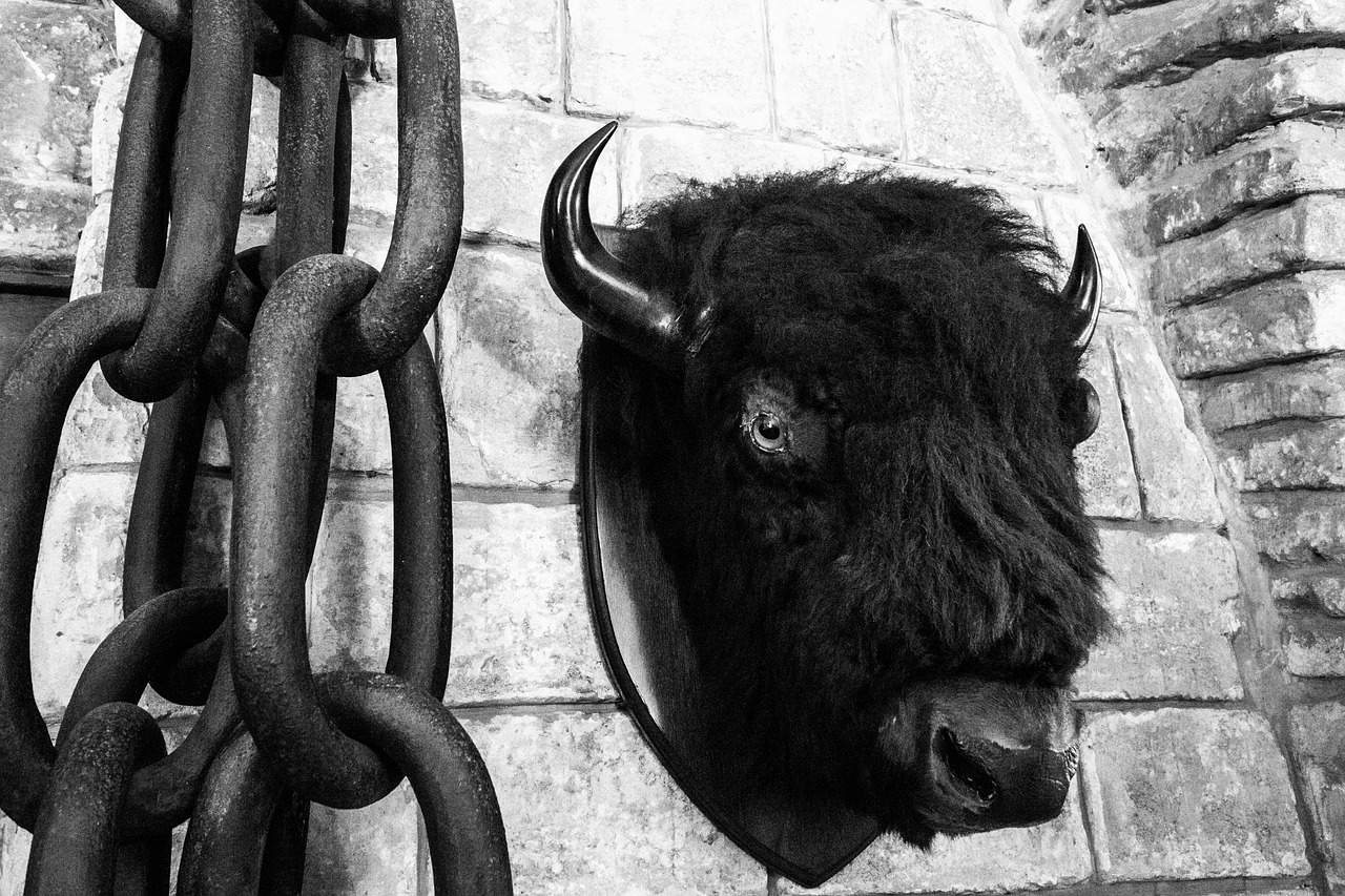 bison stuffed animal castle free photo