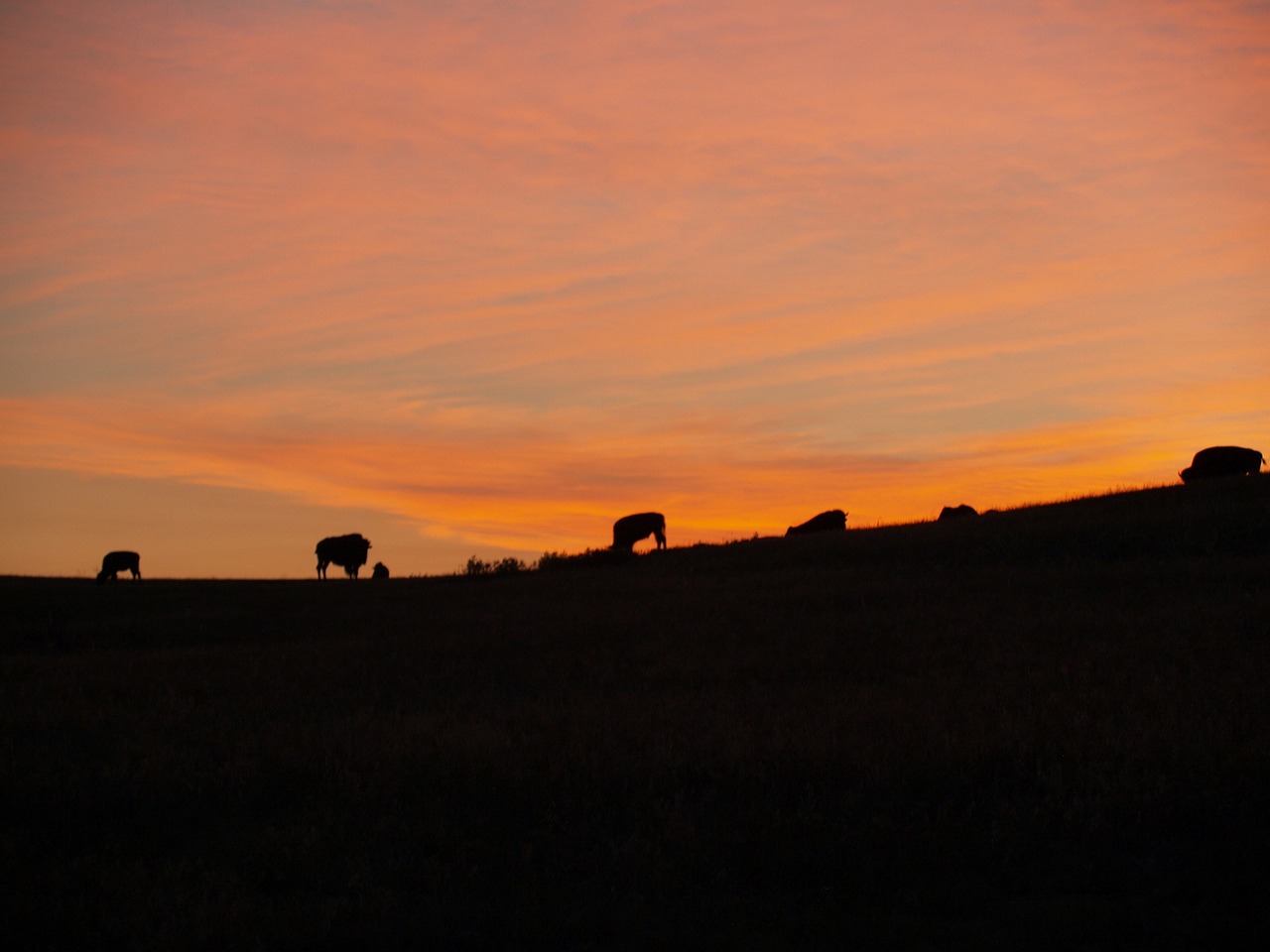 bison buffalo sunrise free photo