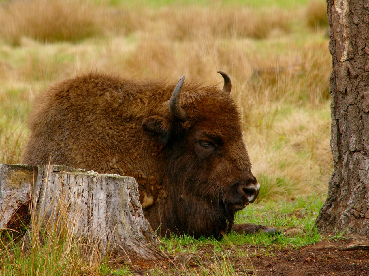 bison vacation dream free photo