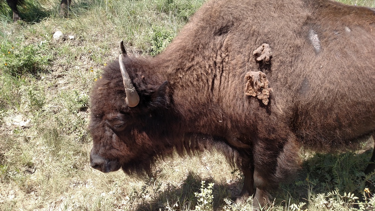 bison custer state park south dakota free photo