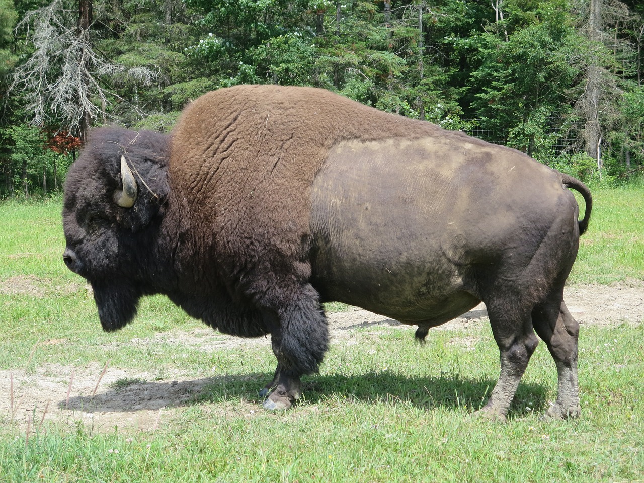 bison animal wild free photo