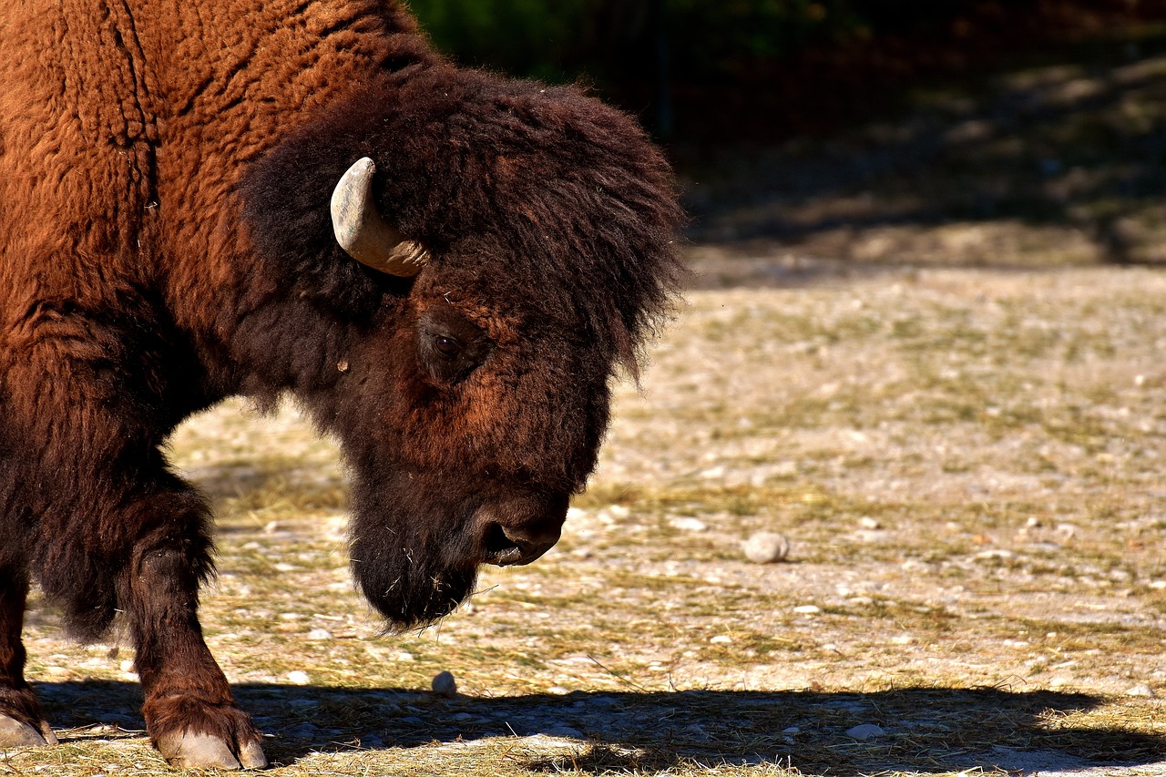 bison beef horned free photo