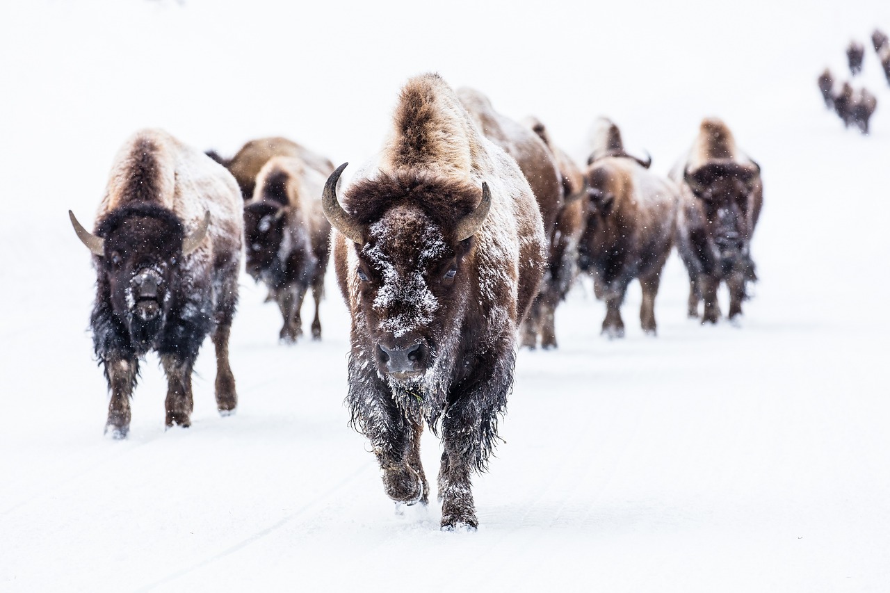 bison buffalo group free photo