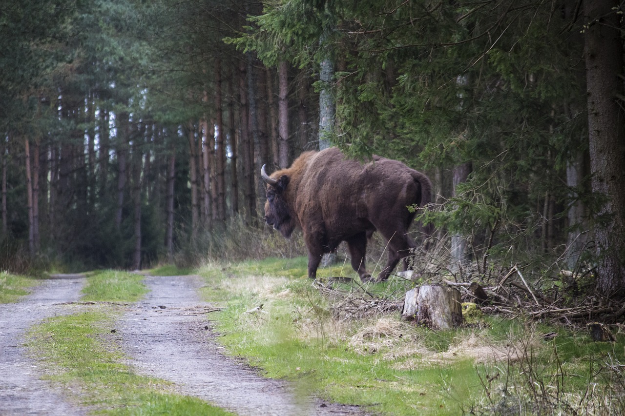 bison forest nature free photo