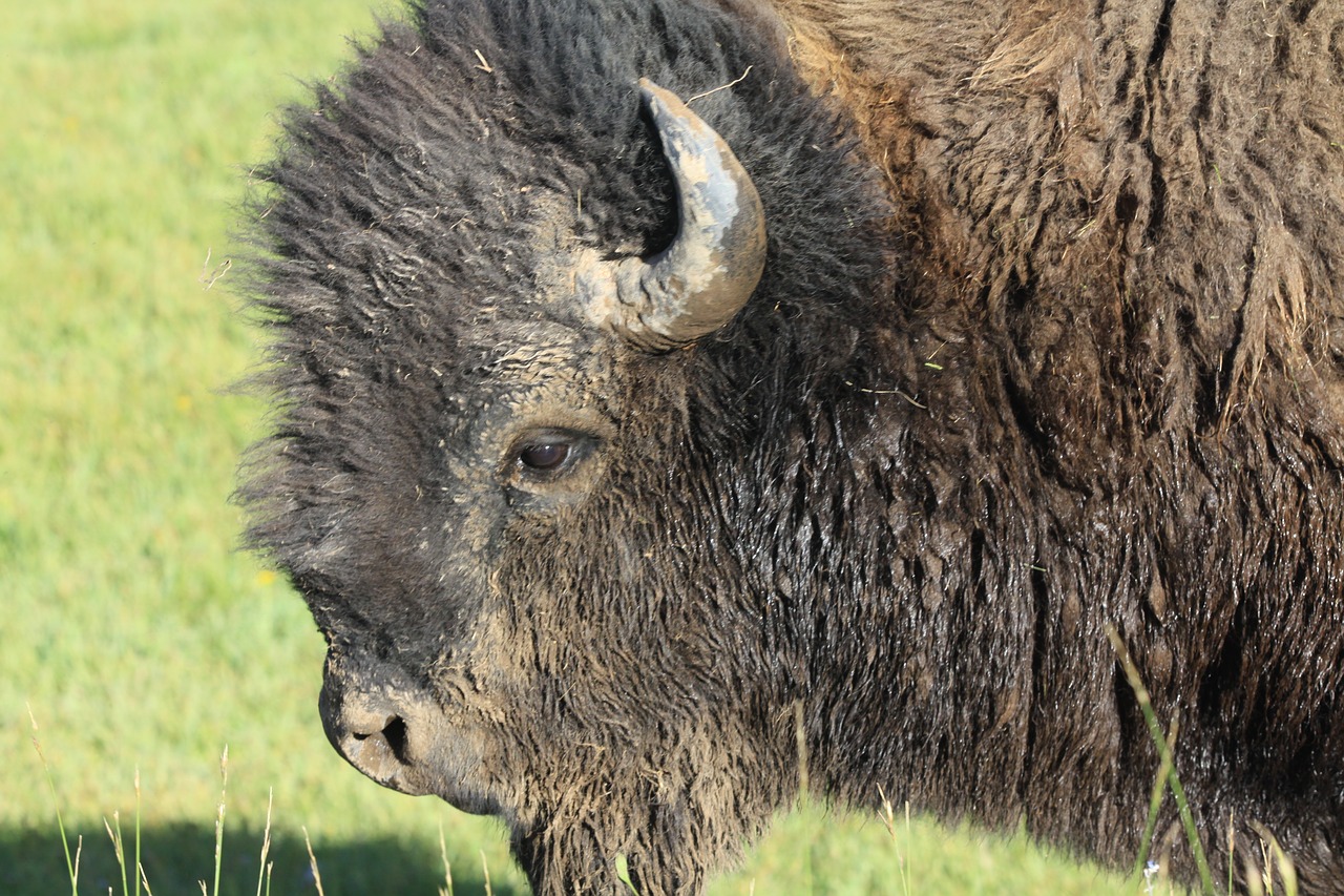 bison yellowstone nature free photo