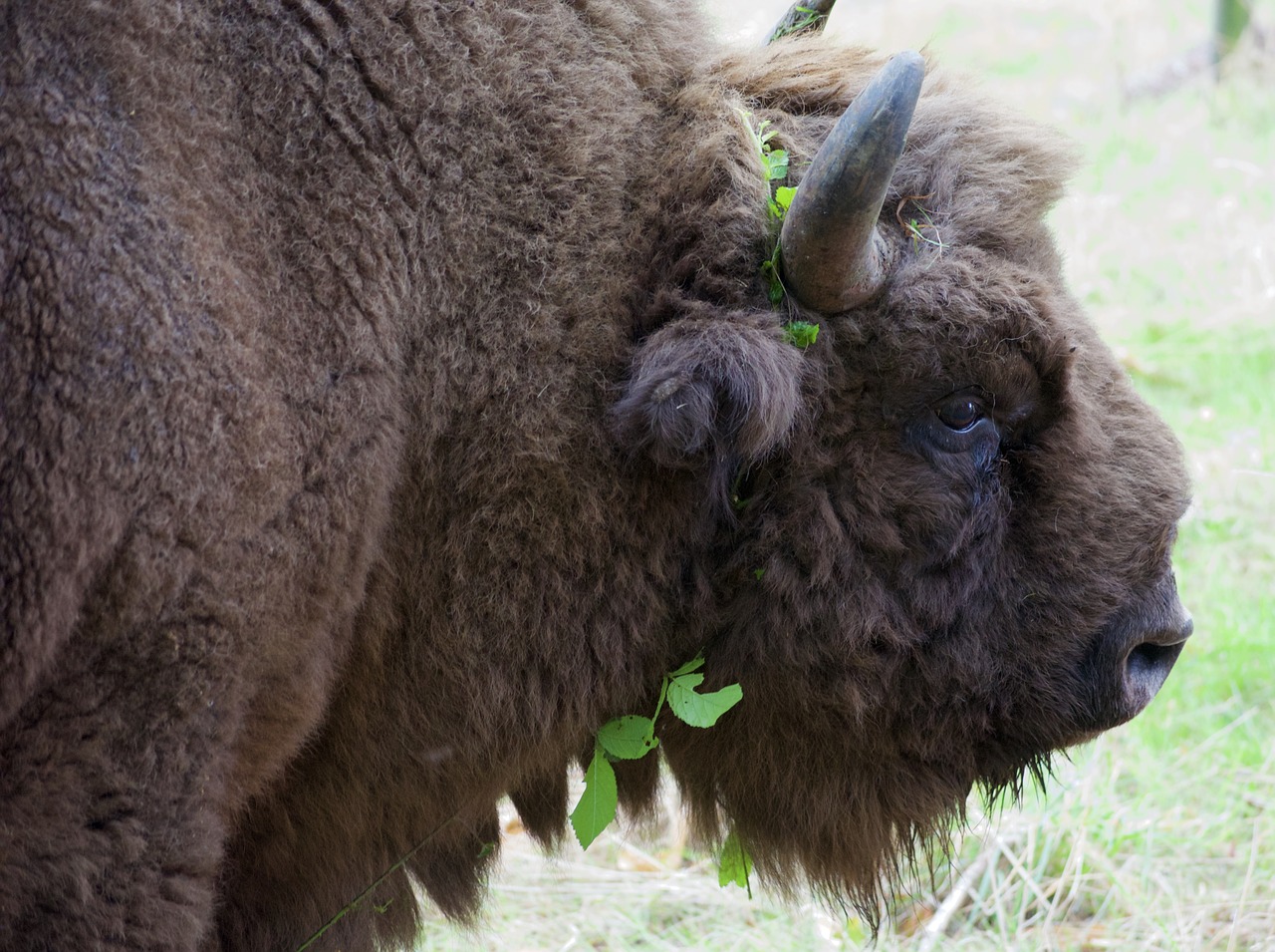 bison buffalo wildwood free photo