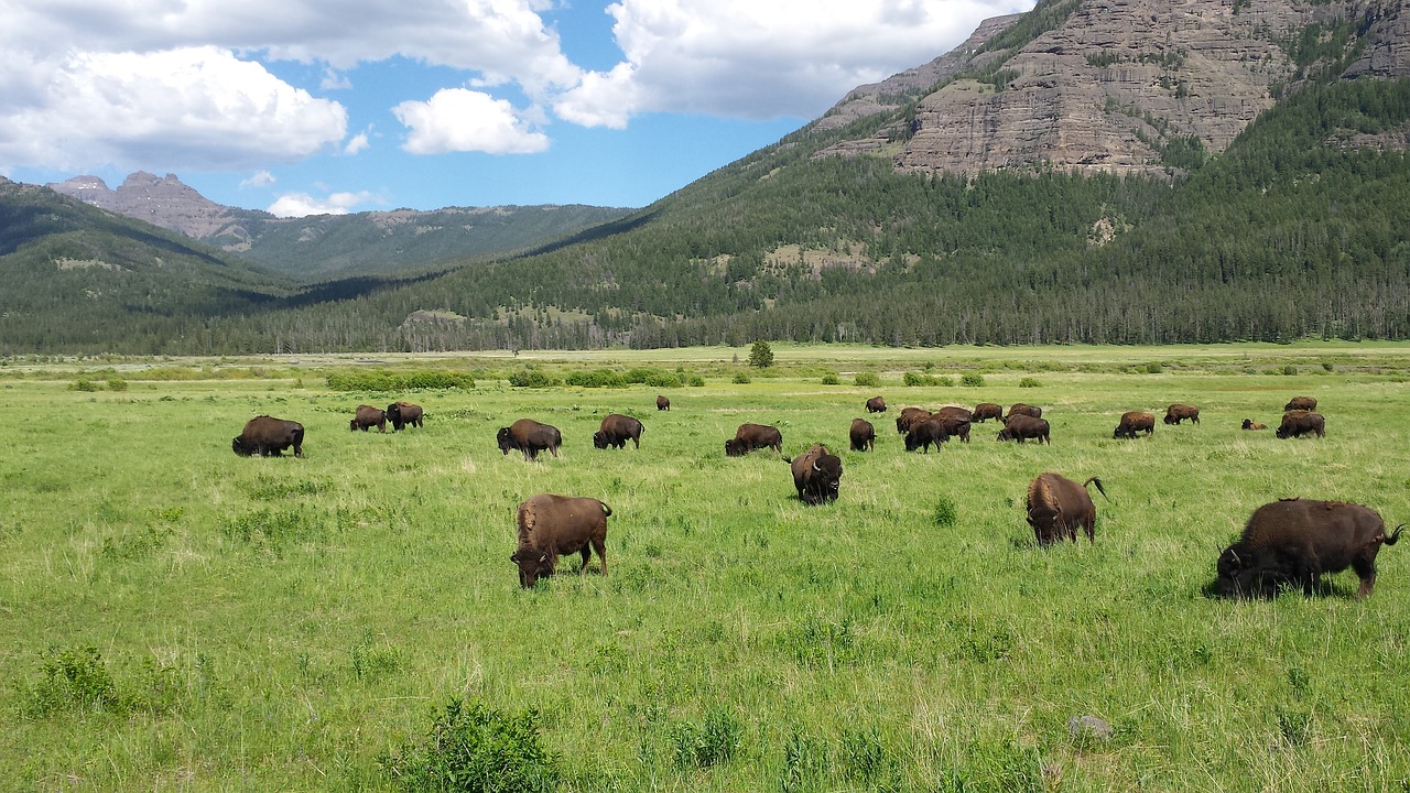 bison yellowstone mountains free photo