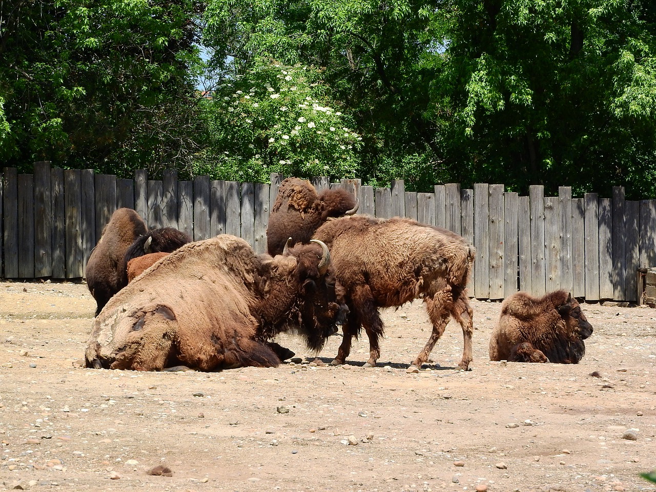 bison bison bison north american fauna free photo