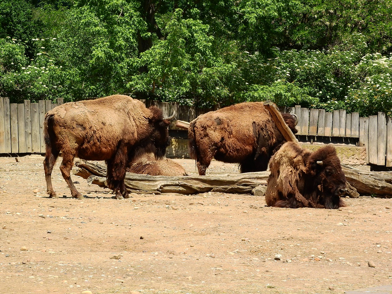 bison bison bison north american fauna free photo