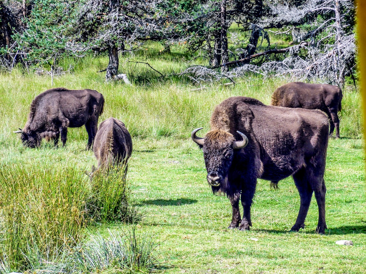 bison taurau force free photo