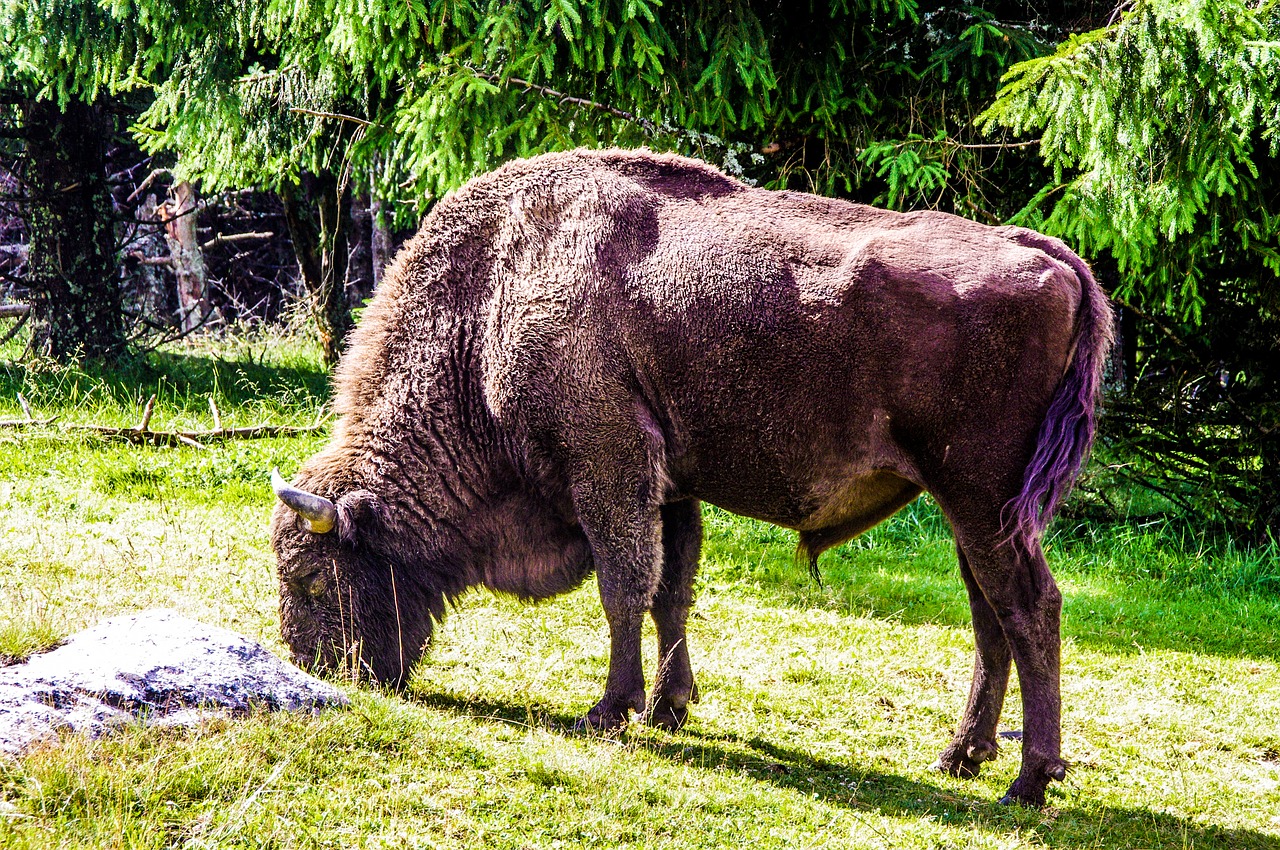 bison taurau force free photo