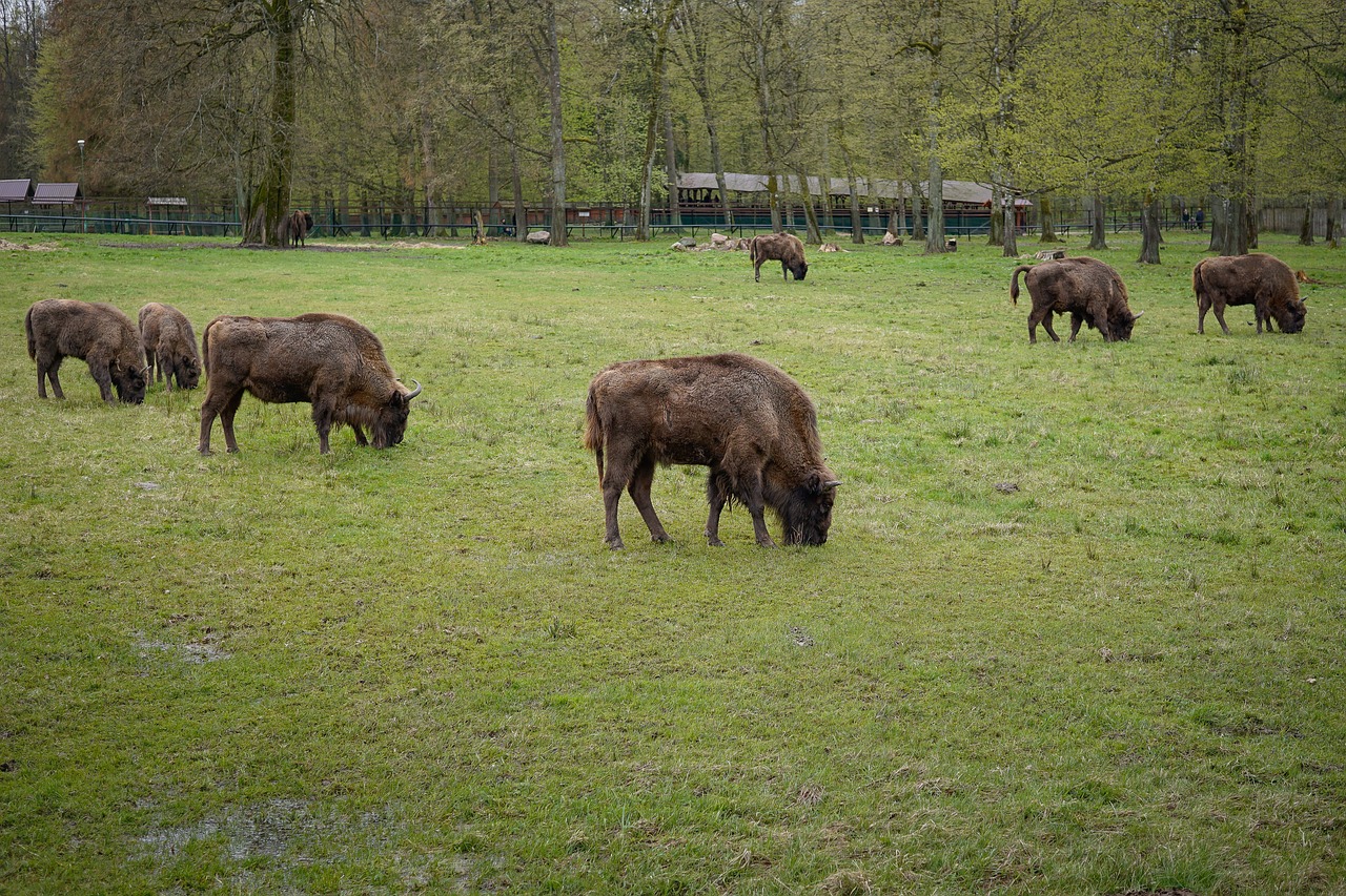 bison european bison animals free photo