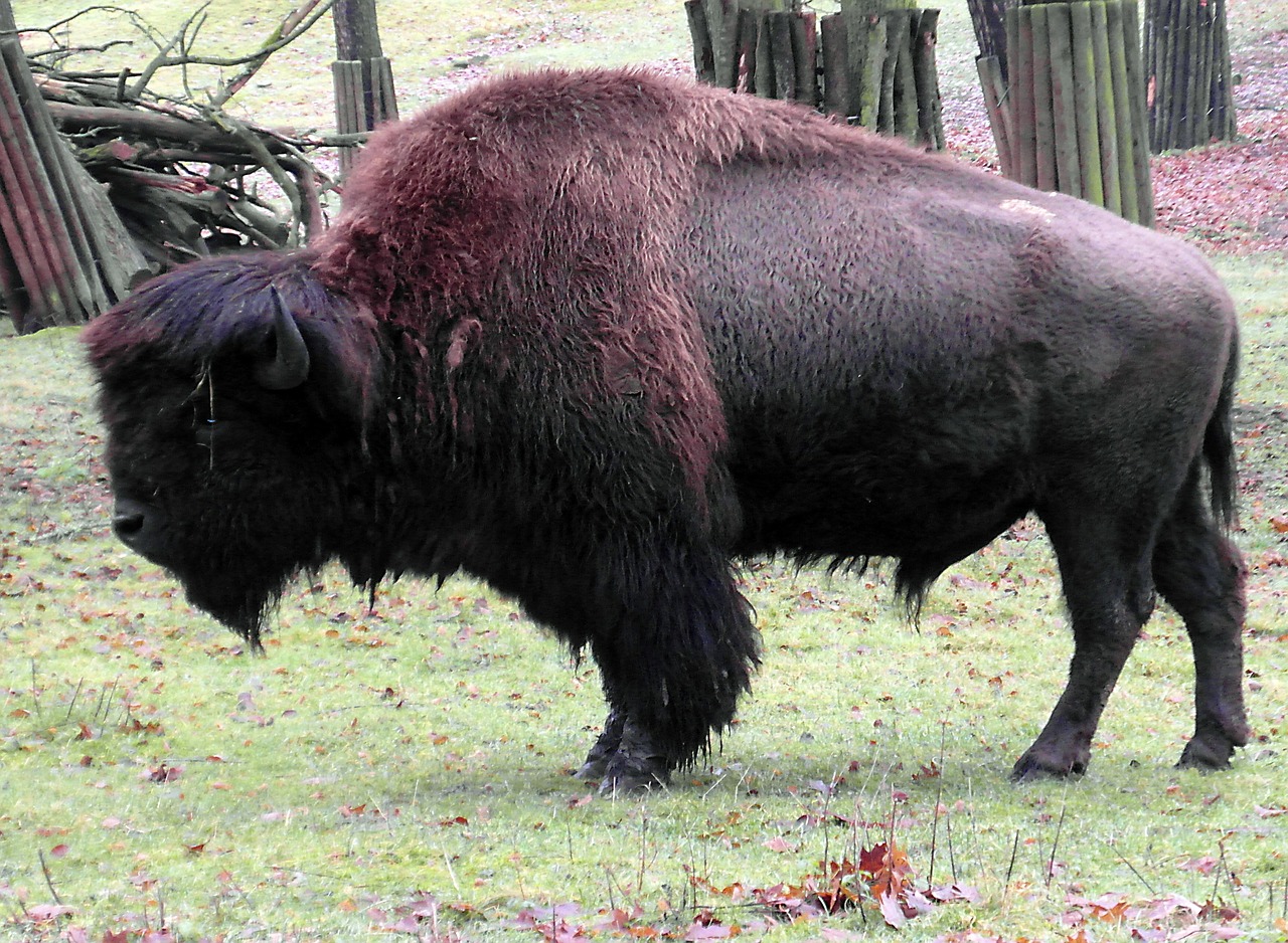 bison buffalo wisent free photo