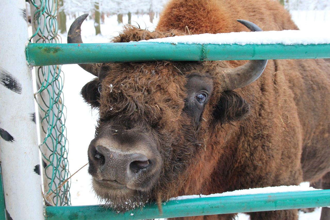 bison reserve animal free photo