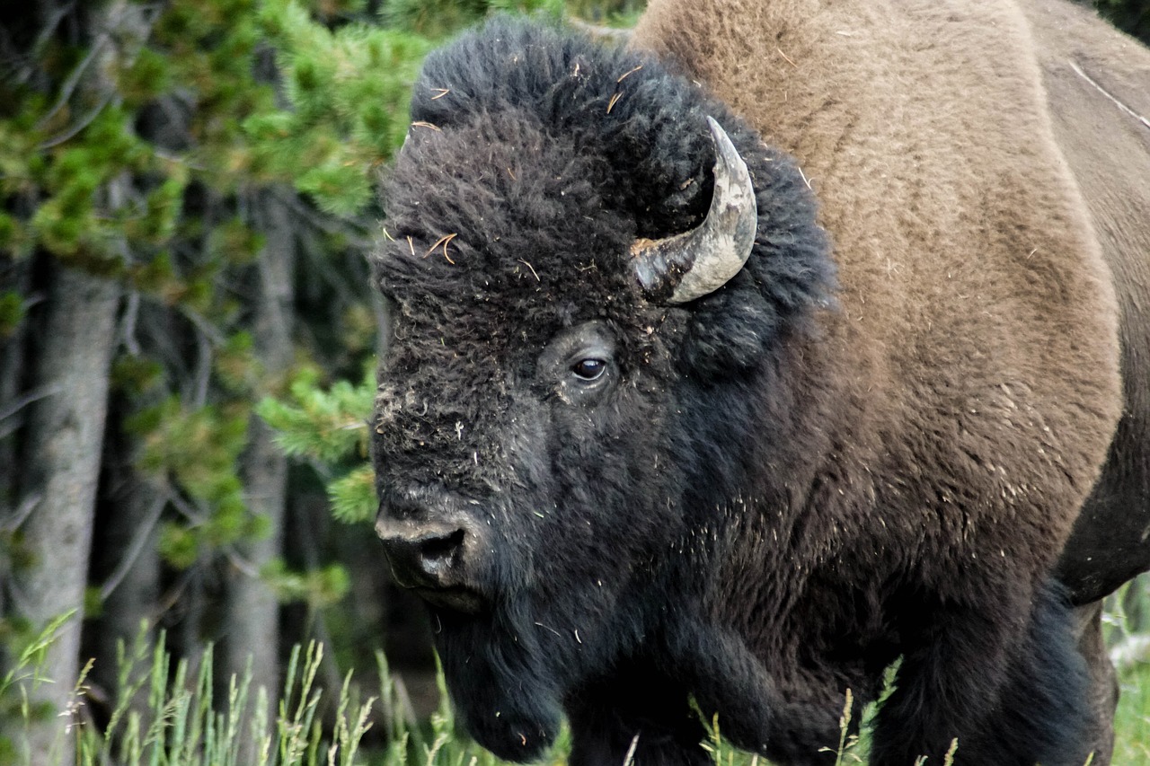 bison animal buffalo free photo
