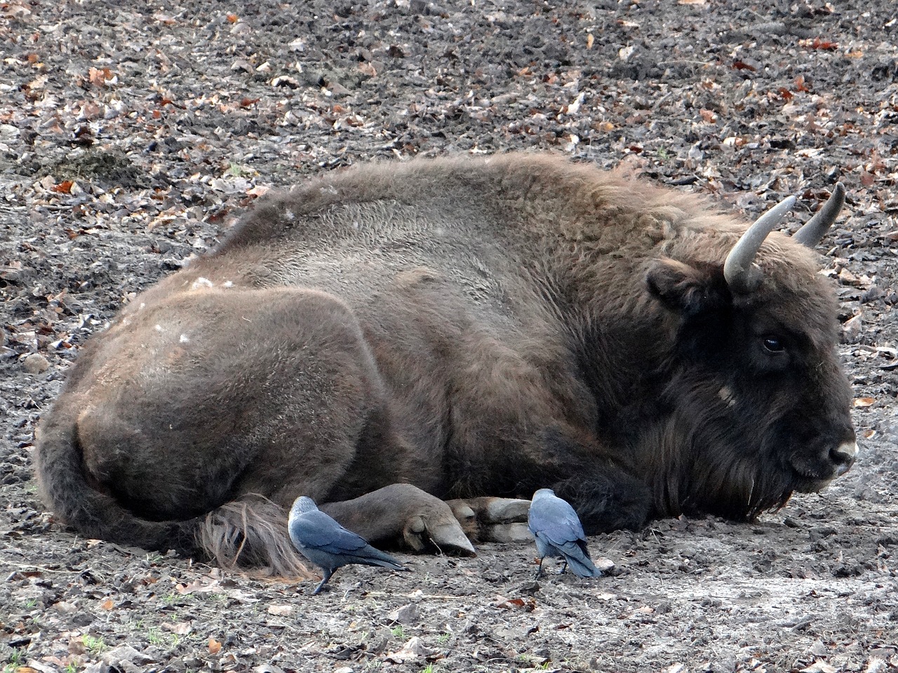 bison łożyskowiec bullish free photo