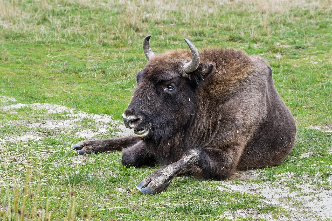 bison bison europe lying free photo