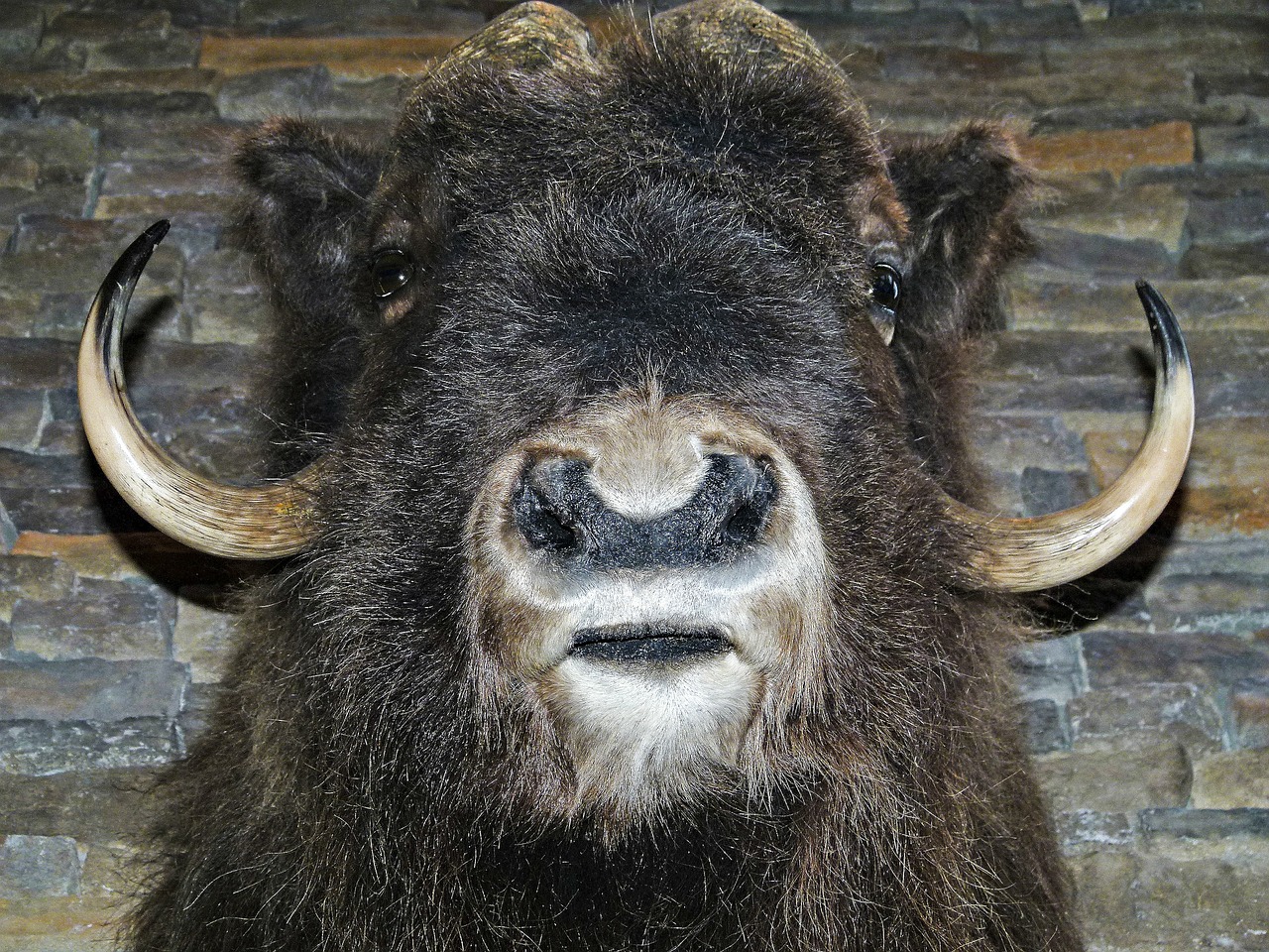 bison head mammal free photo