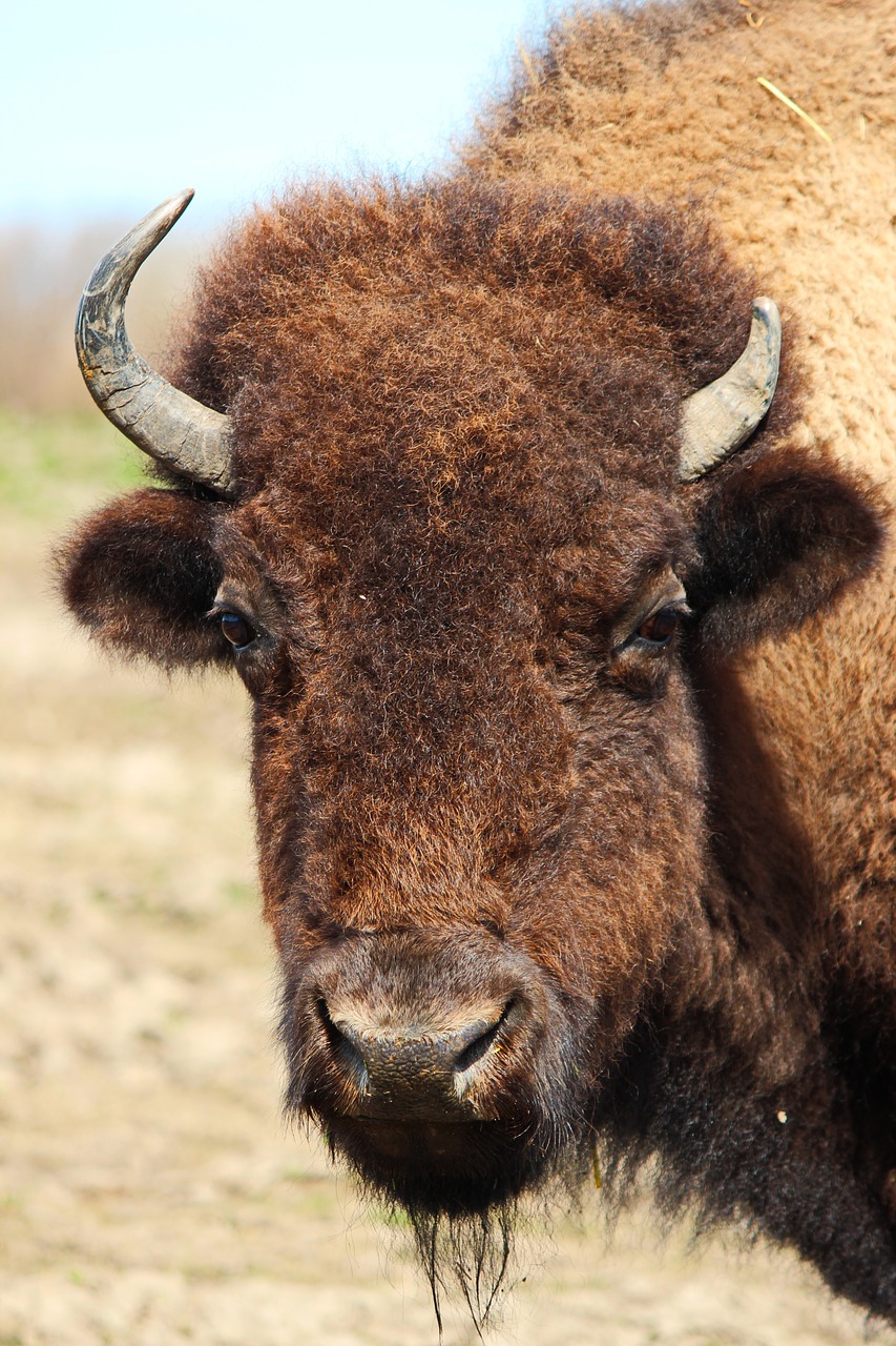 bison animals nature free photo