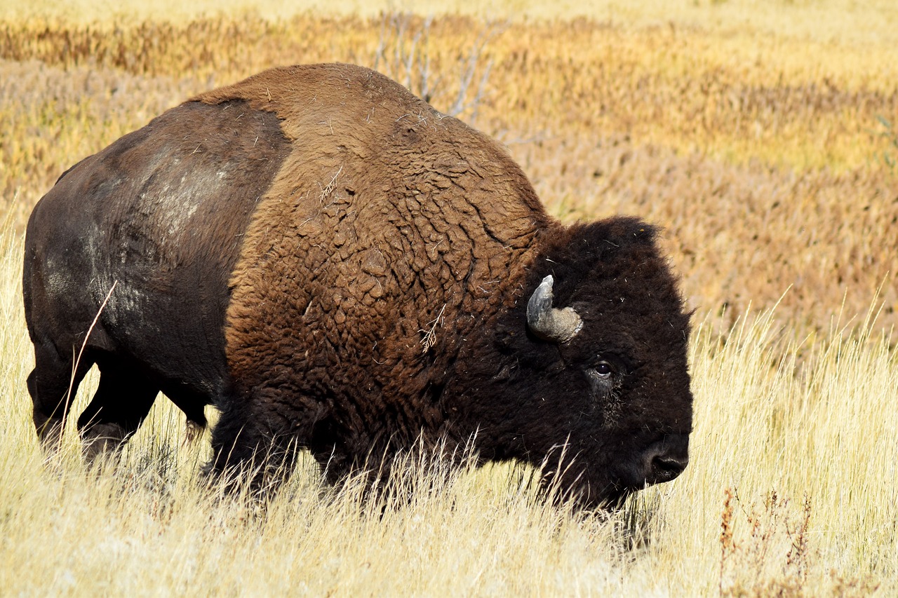 bison buffalo wildlife free photo