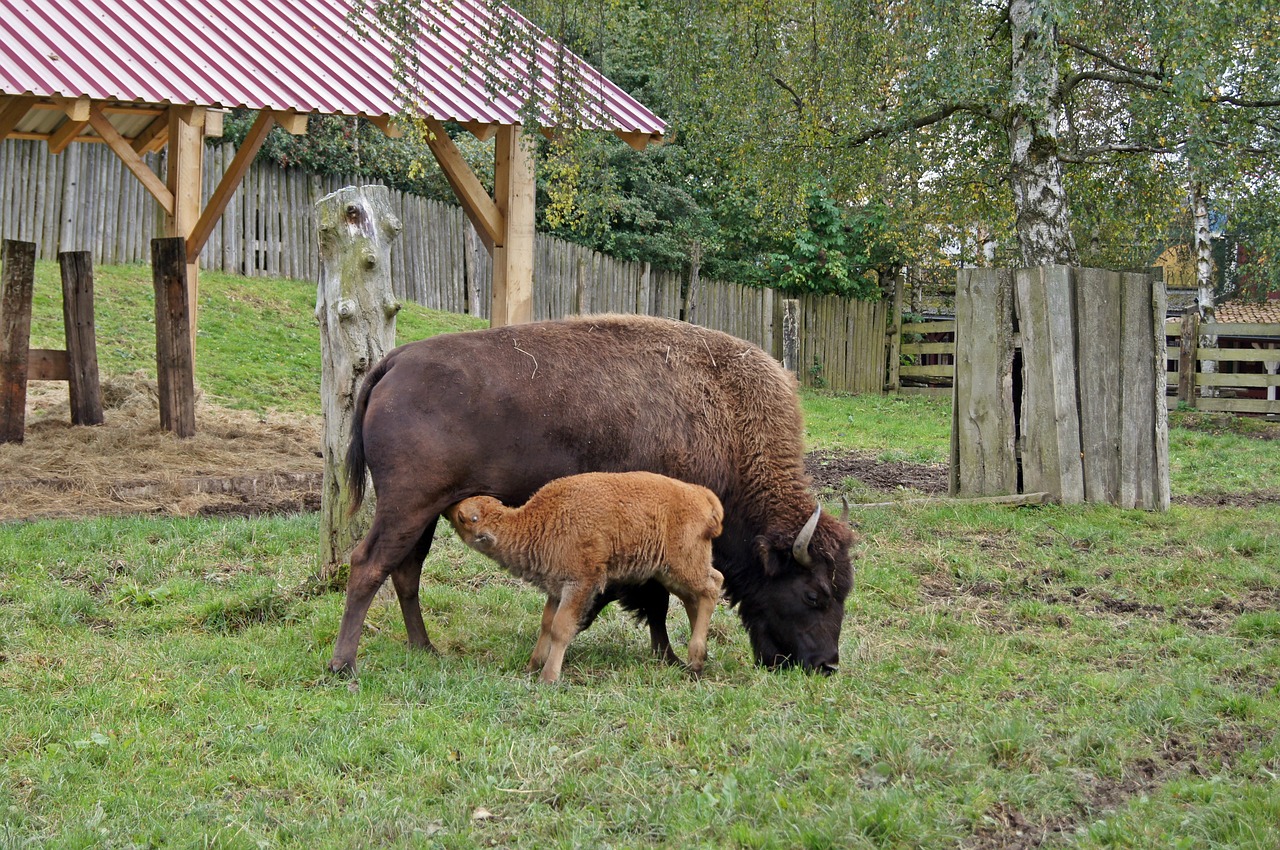 bison dam young animal free photo