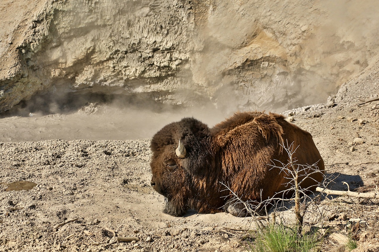 bison buffalo animal free photo