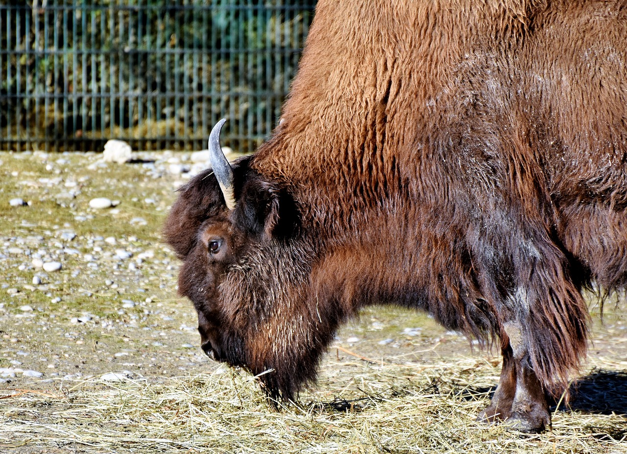 bison bison head bison bonasus free photo