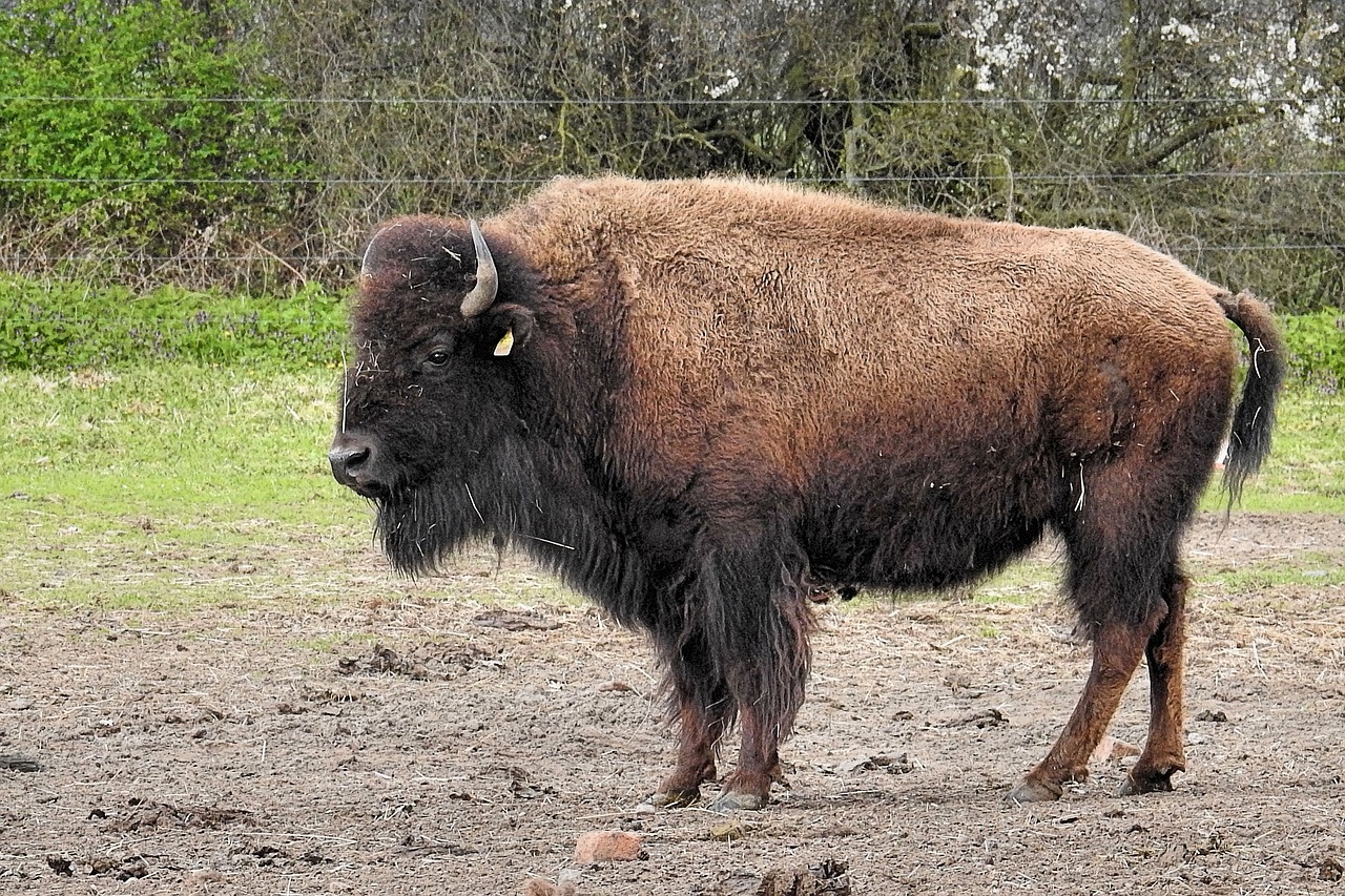 bison animal mammal free photo