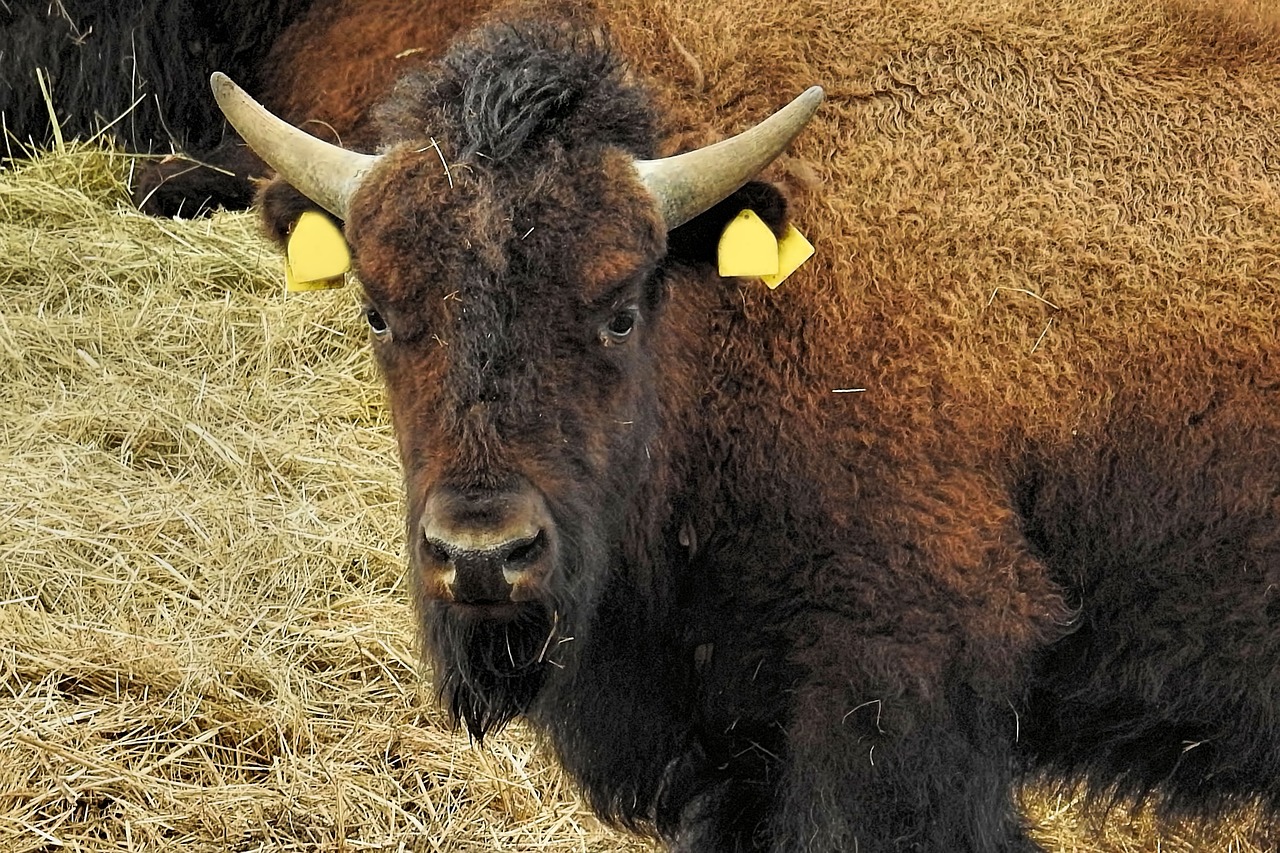 bison animal mammal free photo