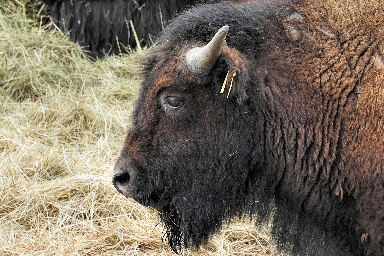 bison animal mammal free photo