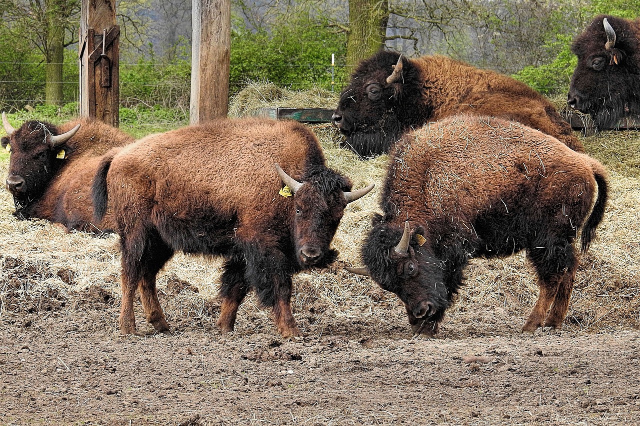 bison animal mammal free photo