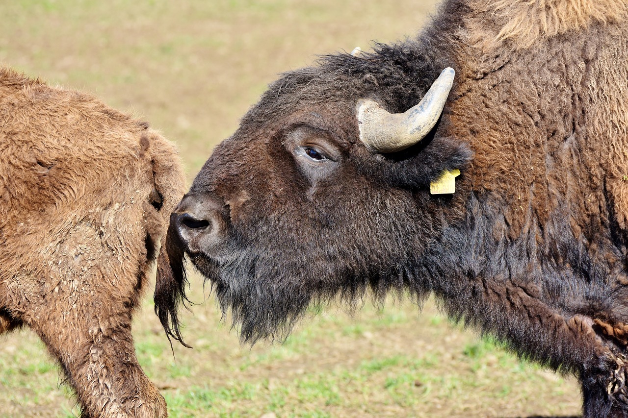 bison buffalo horns free photo