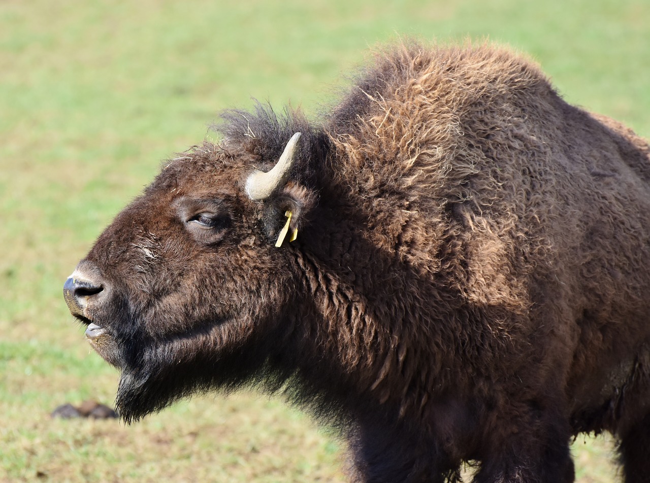 bison buffalo horns free photo