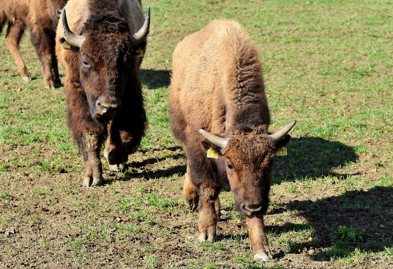 bison  buffalo  horns free photo