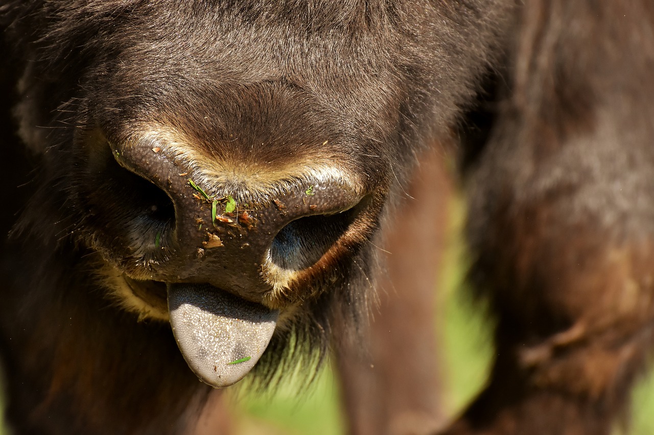 bison  wildpark poing  wild animal free photo