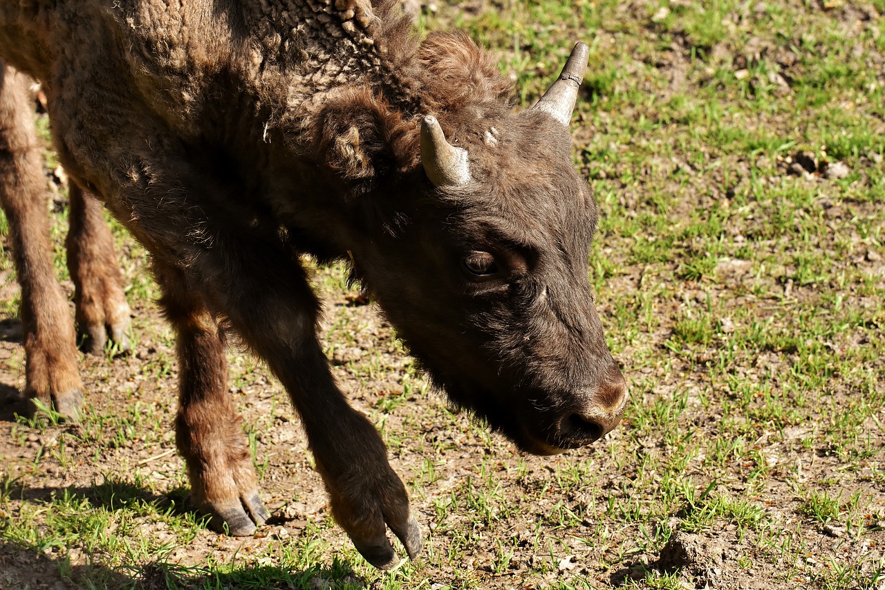 bison  wildpark poing  wild animal free photo