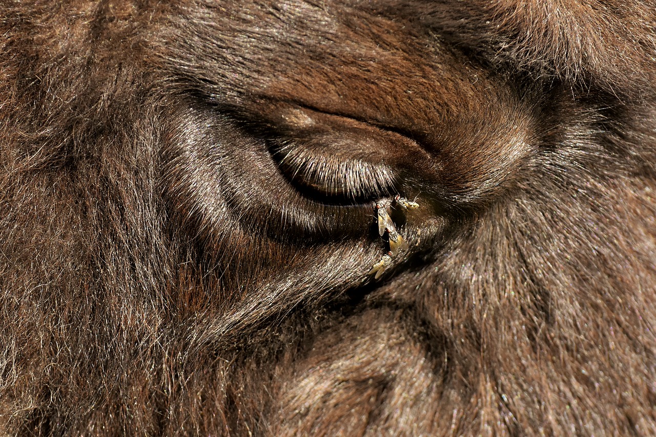 bison  eye  close up free photo