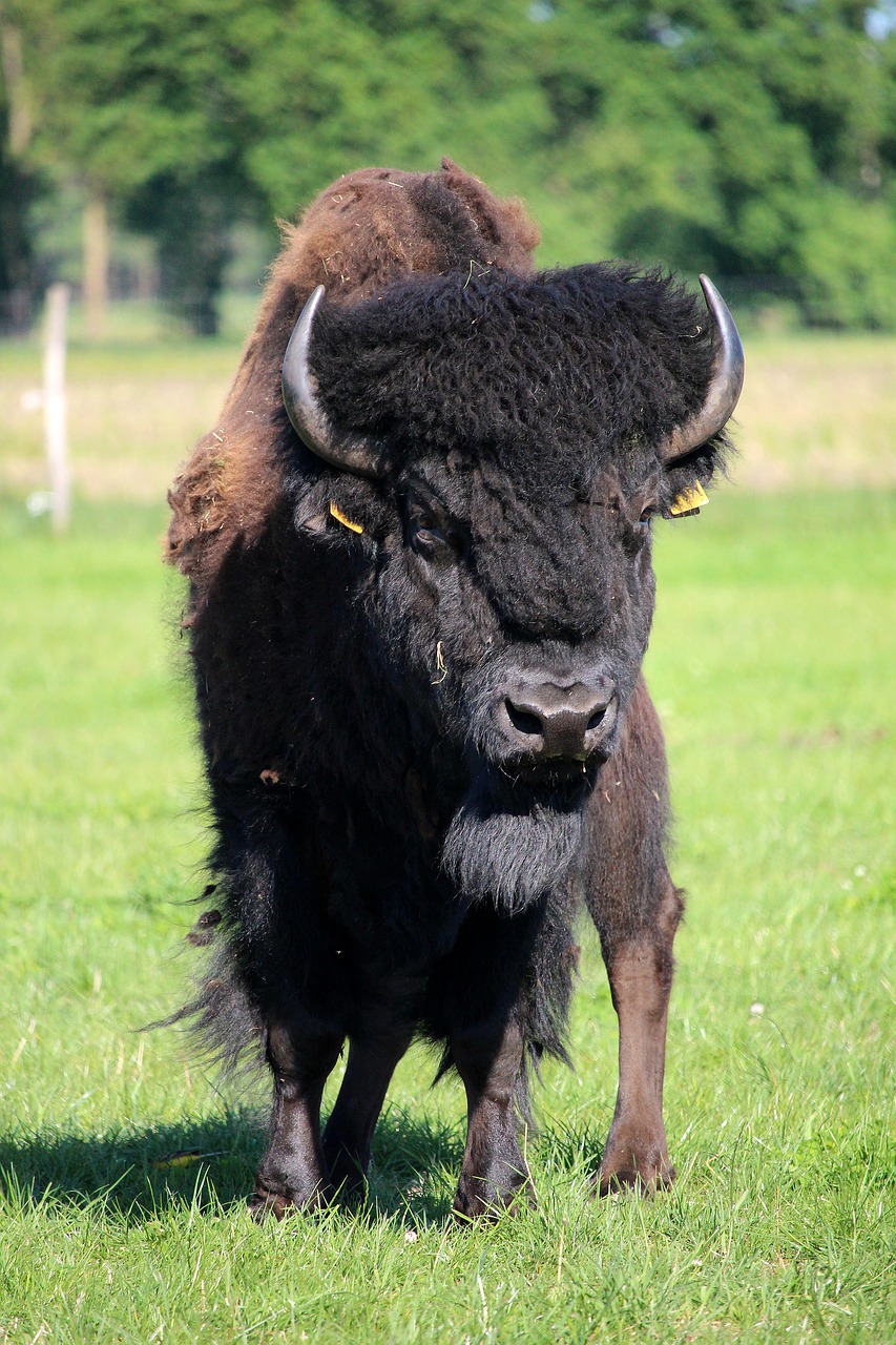 bison  bull  wisent free photo