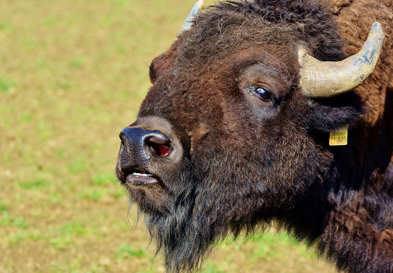 bison  buffalo  horns free photo