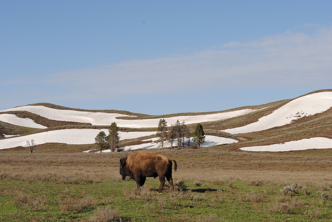 bison  yellowstone  national park free photo