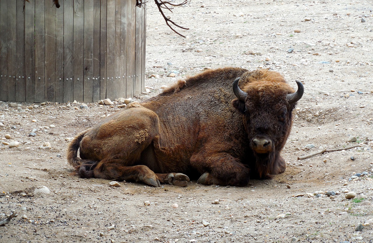 bison  rest  animal free photo