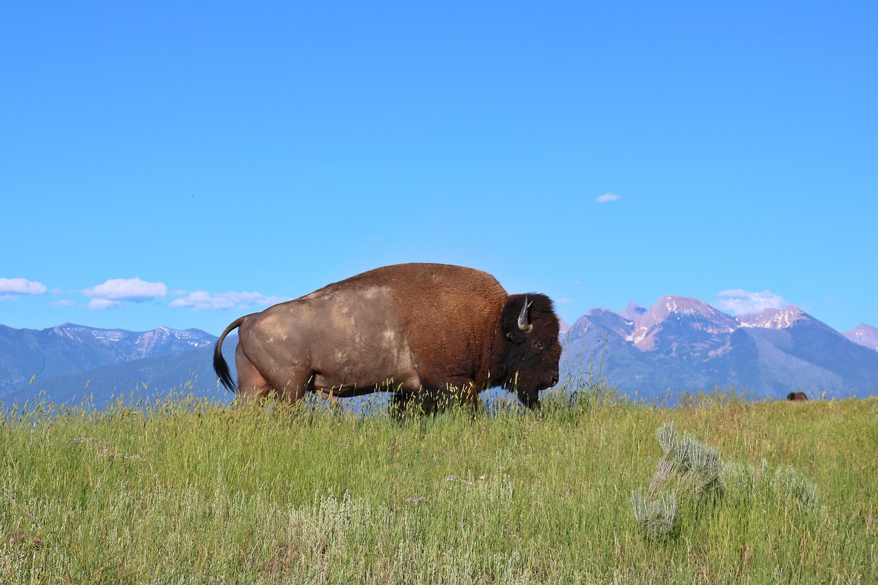 bison  buffalo  montana free photo