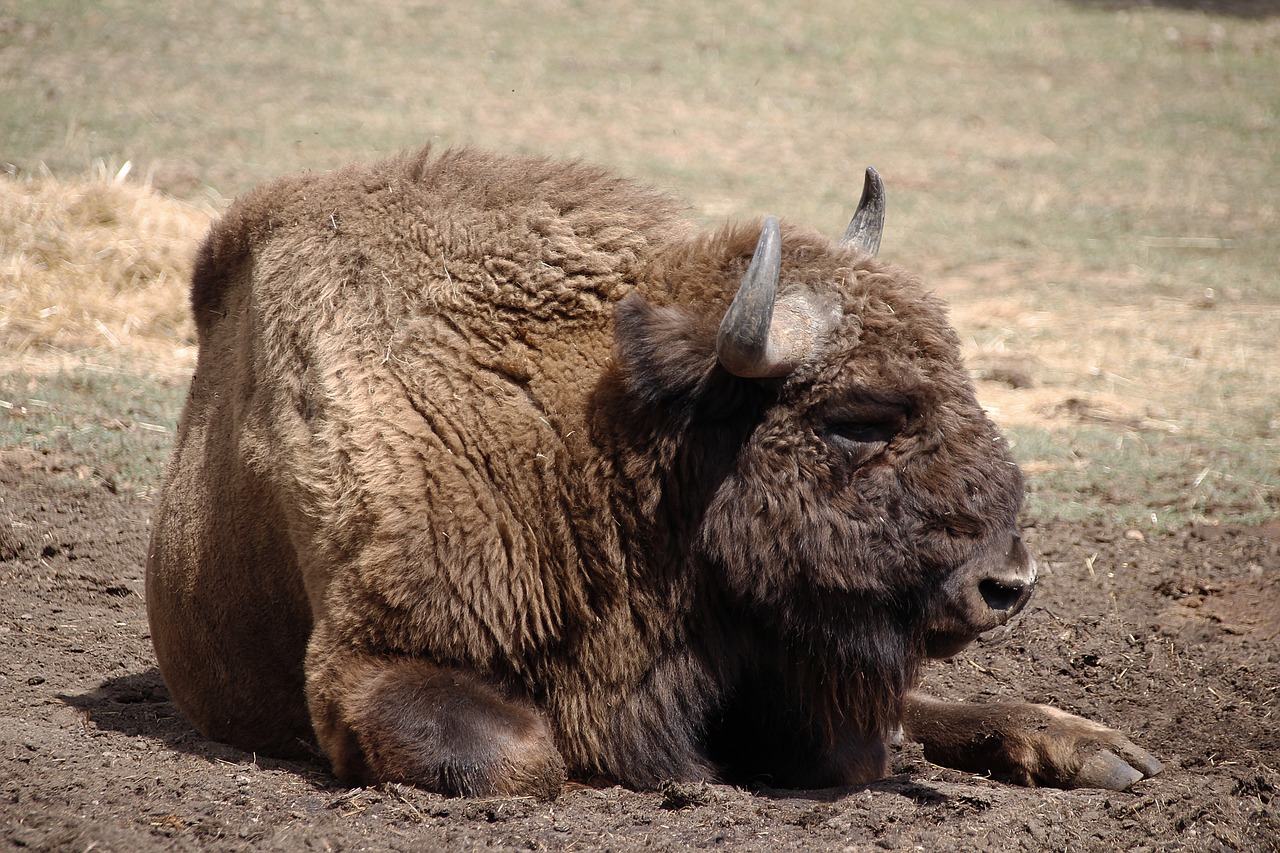 bison  animal  horns free photo