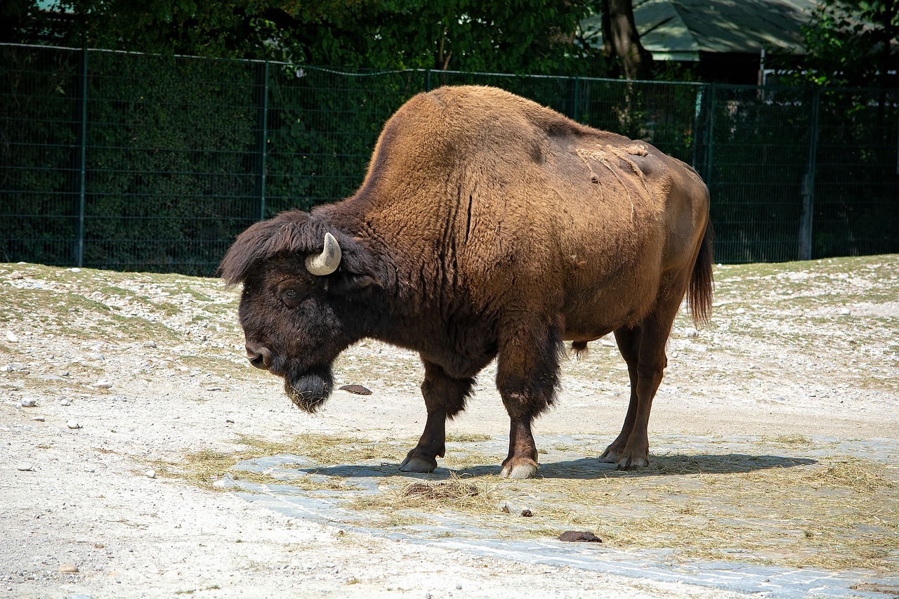 bison  animal  mammal free photo